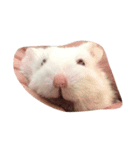 bb hamster（個別スタンプ：4）
