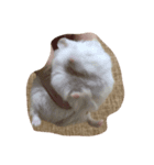 bb hamster（個別スタンプ：5）