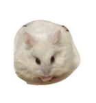 bb hamster（個別スタンプ：6）