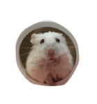 bb hamster（個別スタンプ：8）
