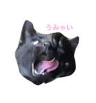 猫のみいちゃん♡（個別スタンプ：1）