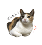 猫のみいちゃん♡（個別スタンプ：2）
