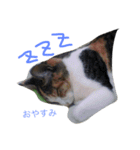 猫のみいちゃん♡（個別スタンプ：3）