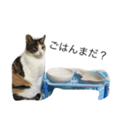 猫のみいちゃん♡（個別スタンプ：4）