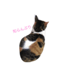 猫のみいちゃん♡（個別スタンプ：5）