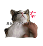 猫のみいちゃん♡（個別スタンプ：7）