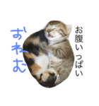 猫のみいちゃん♡（個別スタンプ：9）