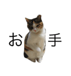 猫のみいちゃん♡（個別スタンプ：10）