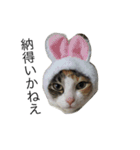 猫のみいちゃん♡（個別スタンプ：12）