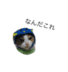 猫のみいちゃん♡（個別スタンプ：14）