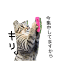 猫のみいちゃん♡（個別スタンプ：16）