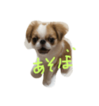 チワポメ＆狆（個別スタンプ：2）