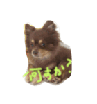 チワポメ＆狆（個別スタンプ：4）