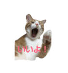そらとりく～猫スタンプ～（個別スタンプ：7）