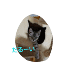 つっきー＆シルバー＆チャミ（個別スタンプ：7）