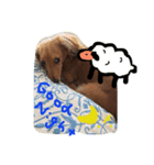 ミニチュアダックスフント！！！（個別スタンプ：3）