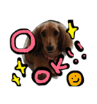 ミニチュアダックスフント！！！（個別スタンプ：7）