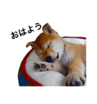 柴犬あんこ（個別スタンプ：1）
