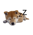 柴犬あんこ（個別スタンプ：2）