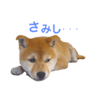 柴犬あんこ（個別スタンプ：3）