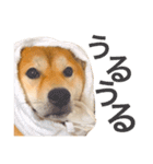 柴犬あんこ（個別スタンプ：4）