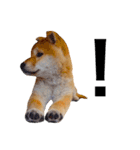 柴犬あんこ（個別スタンプ：5）