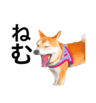 柴犬あんこ（個別スタンプ：6）