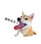 柴犬あんこ（個別スタンプ：7）