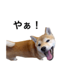 柴犬あんこ（個別スタンプ：8）