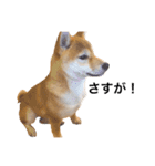 柴犬あんこ（個別スタンプ：9）