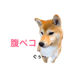 柴犬あんこ（個別スタンプ：10）