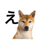柴犬あんこ（個別スタンプ：11）