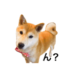 柴犬あんこ（個別スタンプ：12）