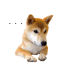 柴犬あんこ（個別スタンプ：13）