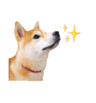 柴犬あんこ（個別スタンプ：14）