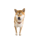 柴犬あんこ（個別スタンプ：15）