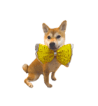 柴犬あんこ（個別スタンプ：16）