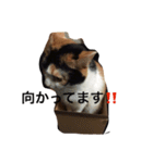 まーこの徒然なる姫ライフ4（個別スタンプ：4）