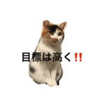 まーこの徒然なる姫ライフ4（個別スタンプ：5）