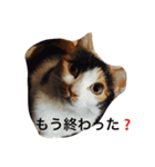 まーこの徒然なる姫ライフ4（個別スタンプ：6）