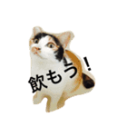 まーこの徒然なる姫ライフ4（個別スタンプ：12）