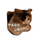 まーこの徒然なる姫ライフ4（個別スタンプ：37）