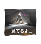 愛猫柚子のスタンプです！（個別スタンプ：2）