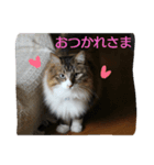 愛猫柚子のスタンプです！（個別スタンプ：3）