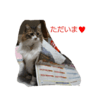 愛猫柚子のスタンプです！（個別スタンプ：4）