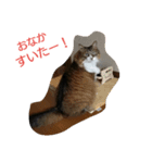 愛猫柚子のスタンプです！（個別スタンプ：5）