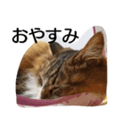 愛猫柚子のスタンプです！（個別スタンプ：7）