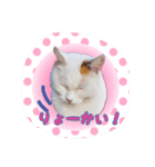 Cute and fashionable cats stamp（個別スタンプ：6）