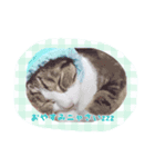 Cute and fashionable cats stamp（個別スタンプ：7）
