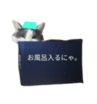 ポメラニアン＆ハチワレ猫（個別スタンプ：5）